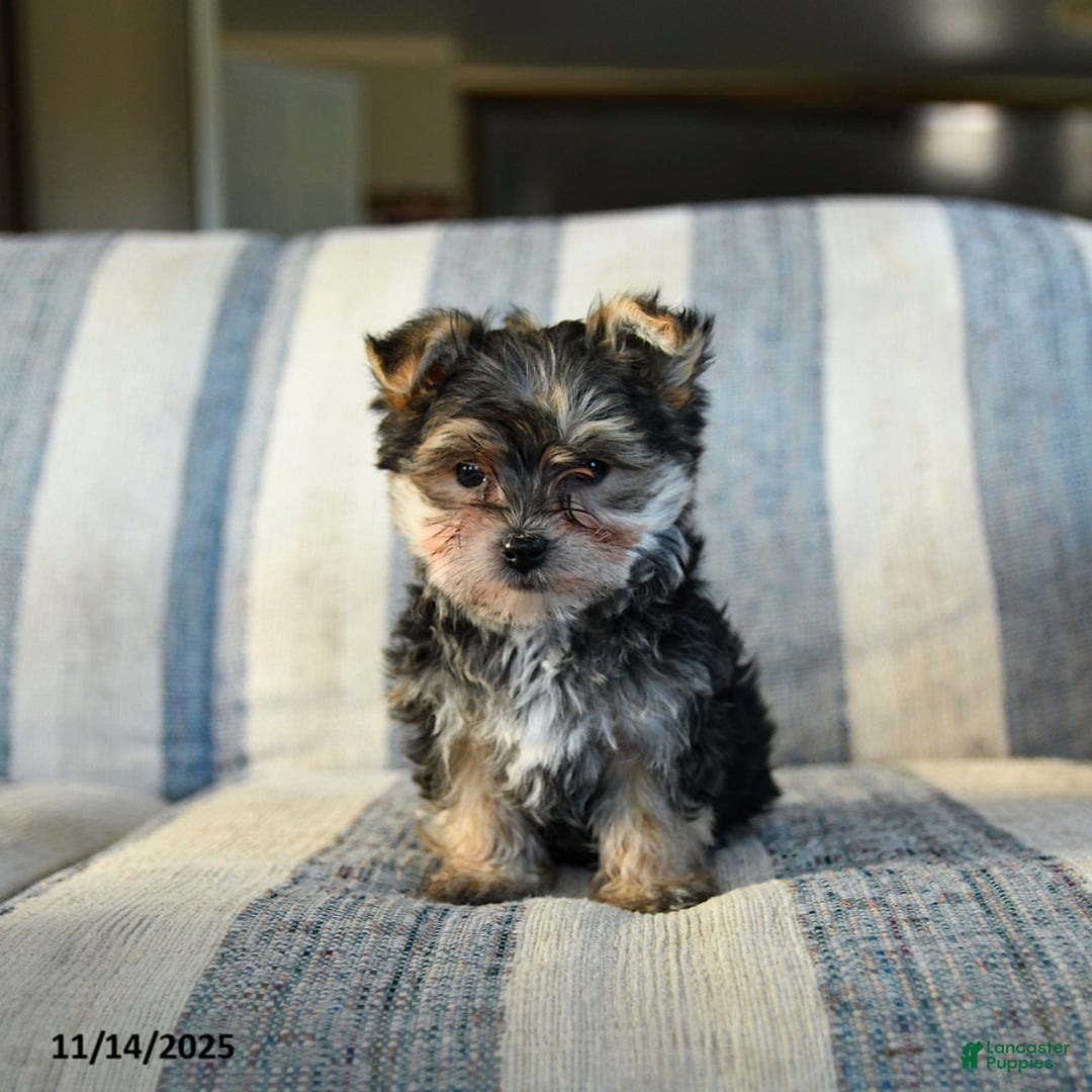 Morkie dogs for sale: Frankie - Ad 2