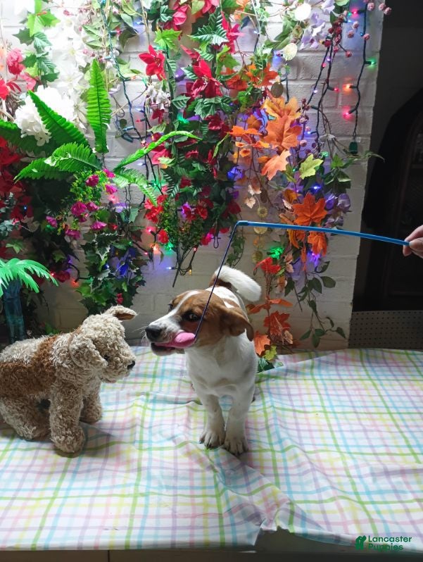 Jack Russell Terrier dogs for sale: Roscoe - Ad 2