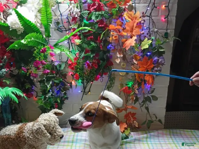 Jack Russell Terrier dogs for sale: Roscoe - Ad 2