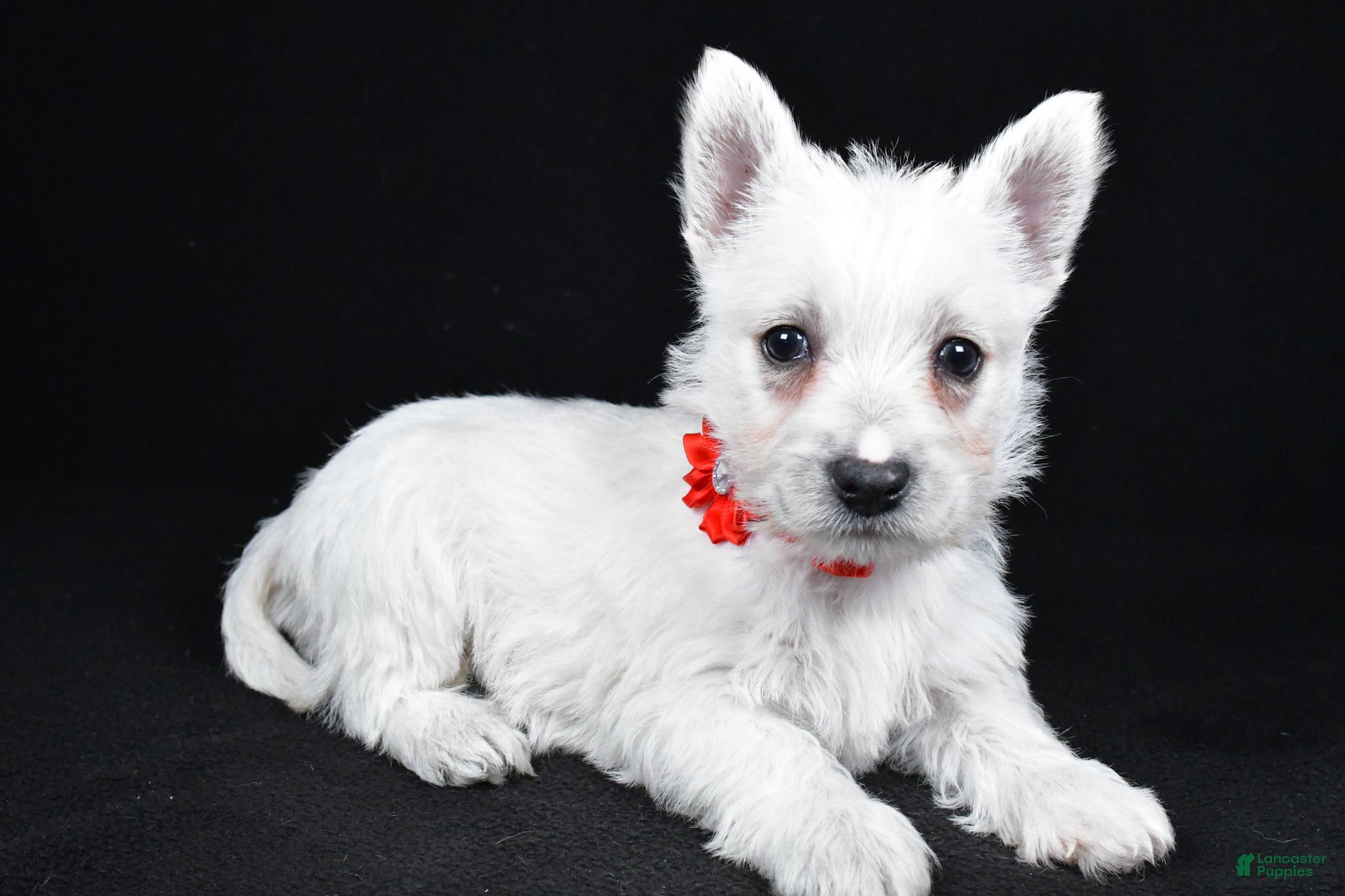 West Highland Terrier dogs Luna - Ad 2
