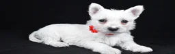 West Highland Terrier dogs for sale: Luna - Ad 2