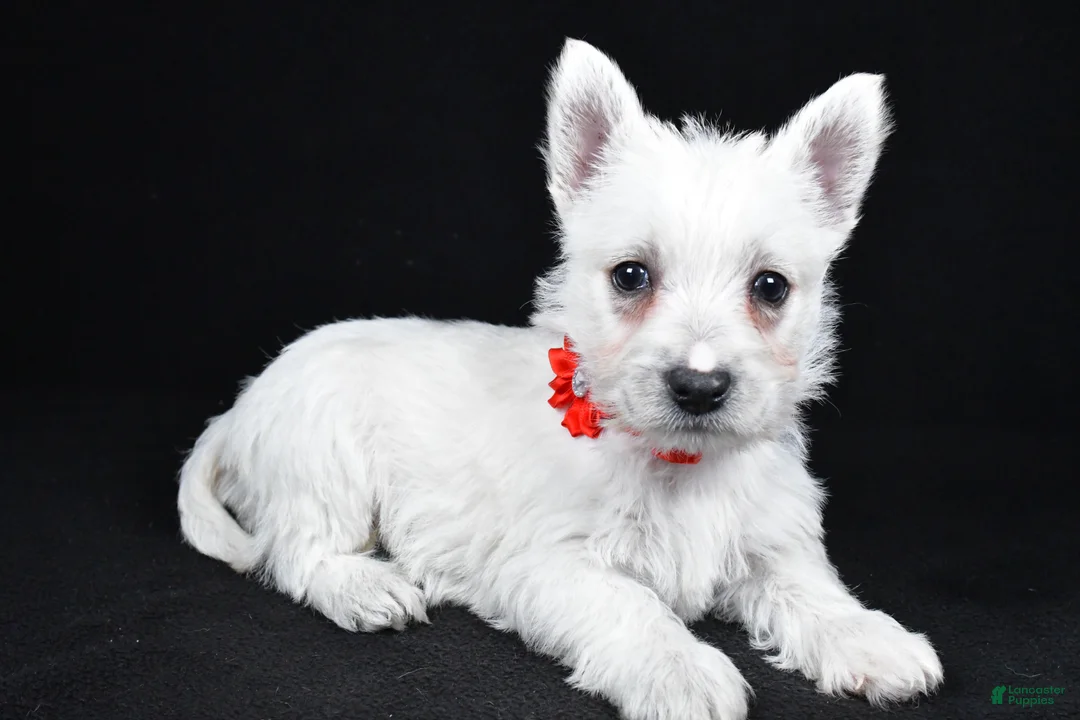 West Highland Terrier dogs for sale: Luna - Ad 2