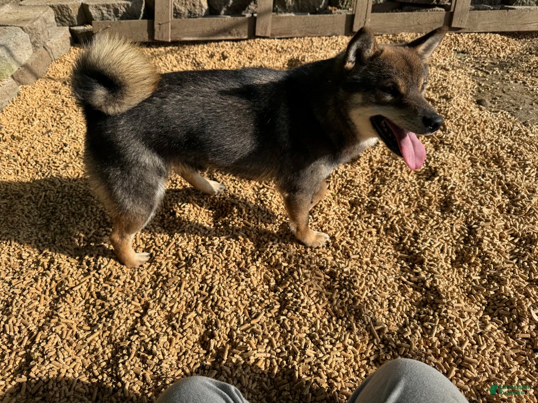 Shiba Inu dogs for sale: Shiba Inu Puppy 2 - Ad 7