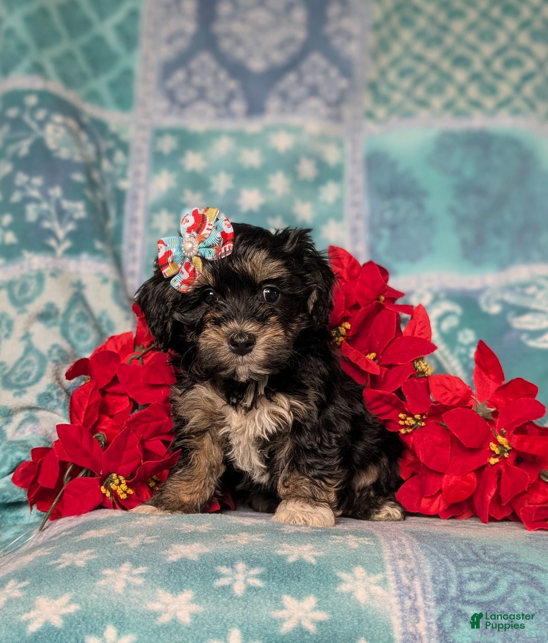 Havapoo dogs for sale: Cait Ready for Christmas!! - Ad 2