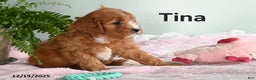 Cavapoo dogs for sale: Tina - Ad 2