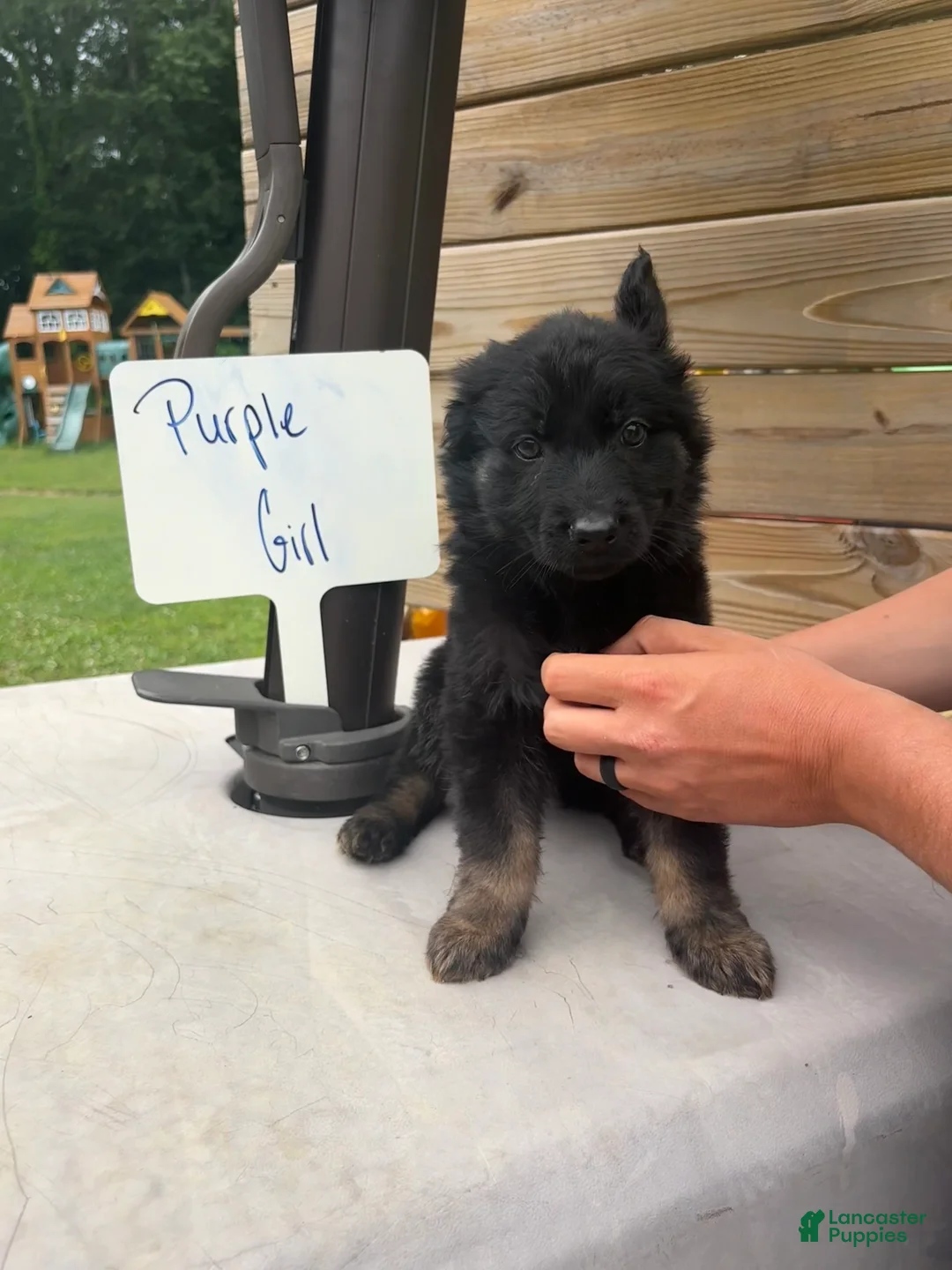 German Shepherd dogs for sale: German Shepherd - Purple - - Ad 1