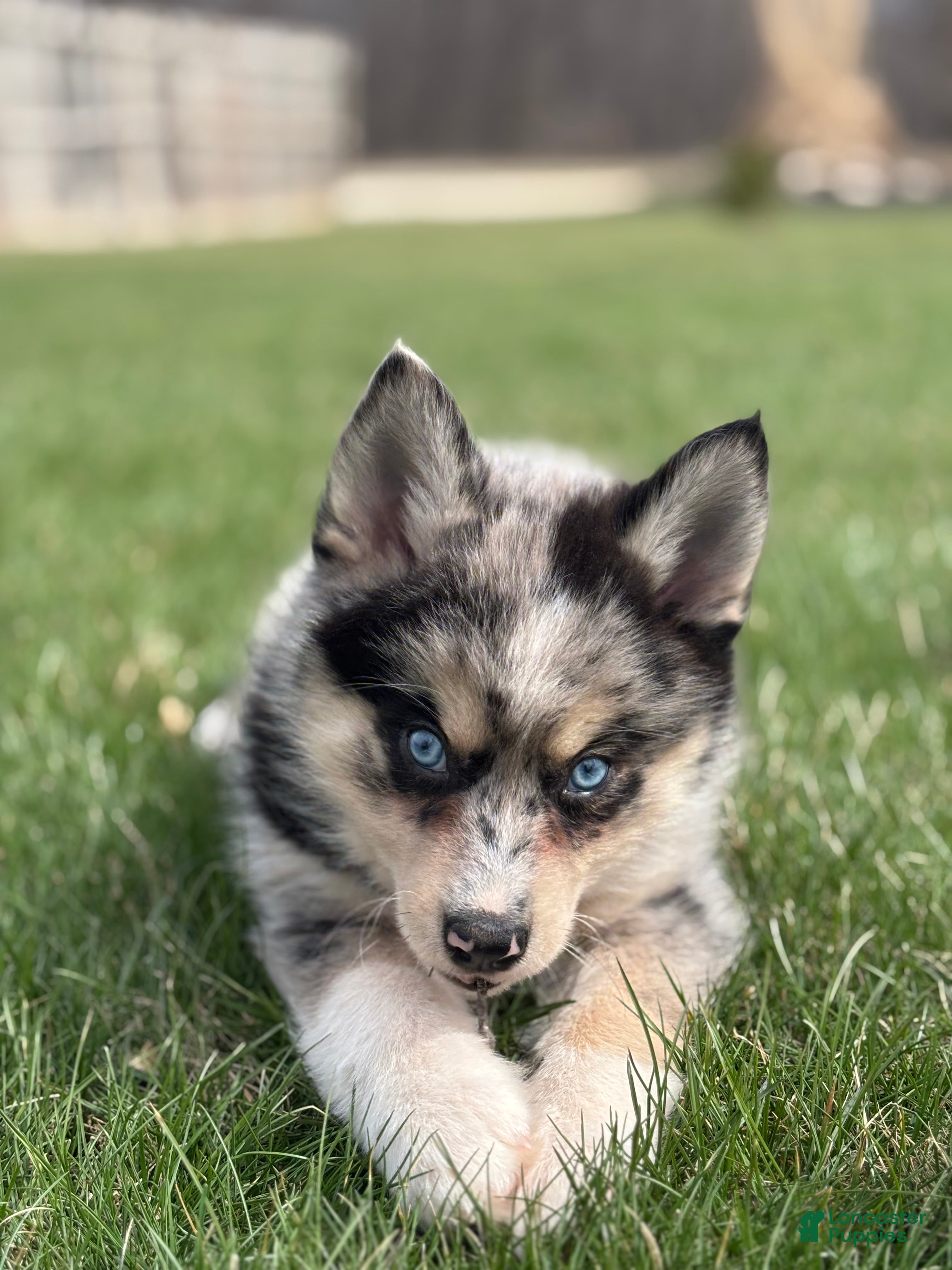 Pomsky dogs Dean - Ad 1