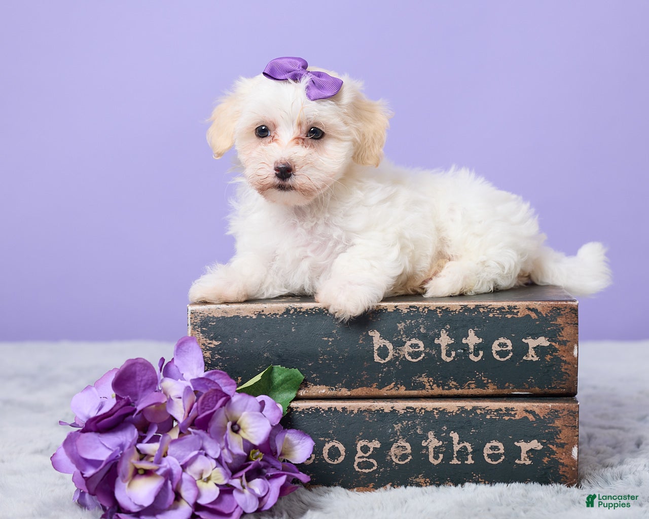 Maltipoo Puppies for sale in Cincinnati, Ohio | Lancaster Puppies