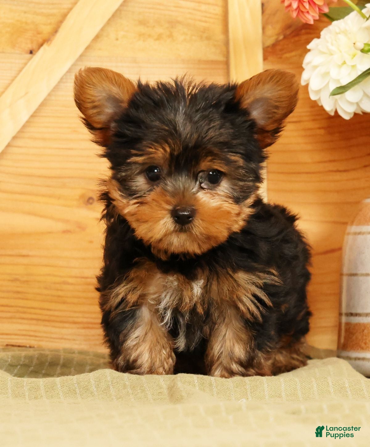 Yorkshire Terrier dogs Spencer - Ad 1
