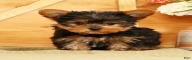 Spencer