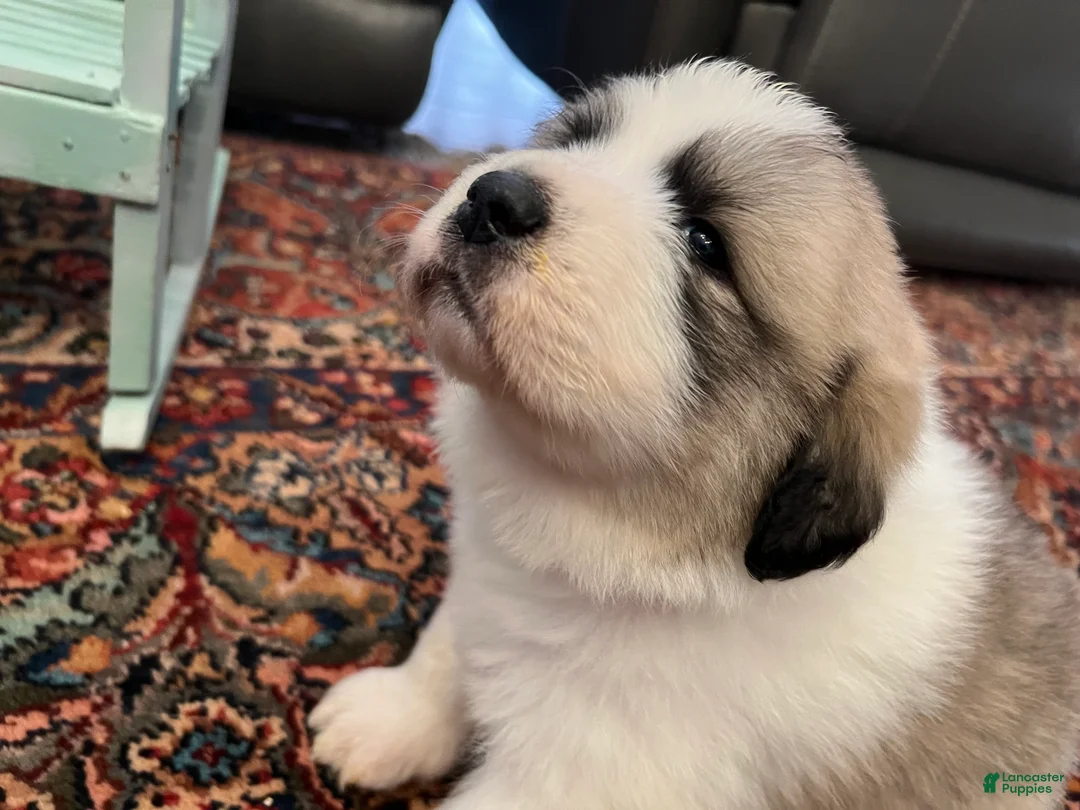Great Pyrenees dogs for sale: Great Pyrenees Puppy 3 - Ad 2