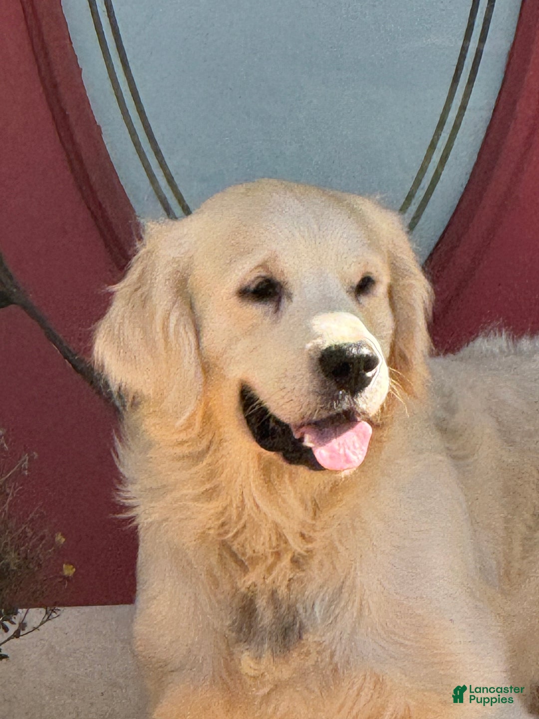 Golden Retriever dogs for sale: Pink collared female  - Ad 8