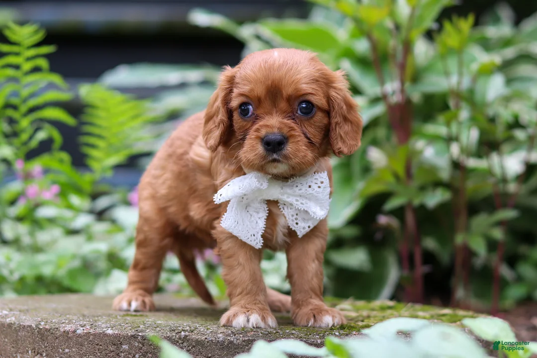 Cavalier King Charles Spaniel dogs for sale: Eclipse - Ad 2