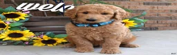 Goldendoodle dogs for sale: Rudy - Ad 8