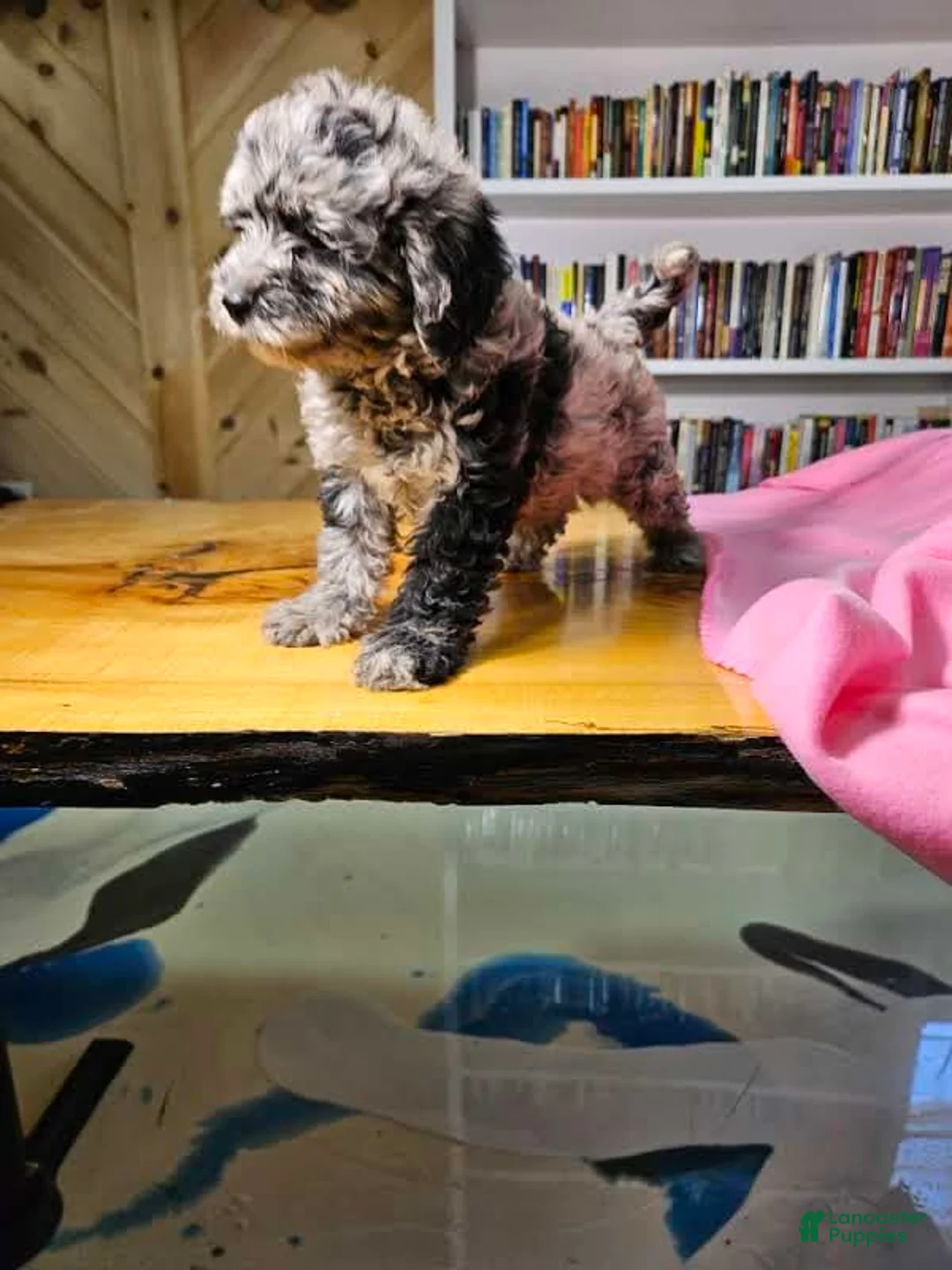 Mixed Breed dogs for sale: Speckles - Ad 7