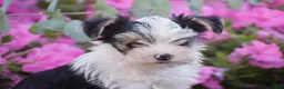 Yorkshire Terrier dogs for sale: Carson - Ad 3
