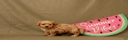 Maltipoo dogs for sale: Ivan - Ad 4
