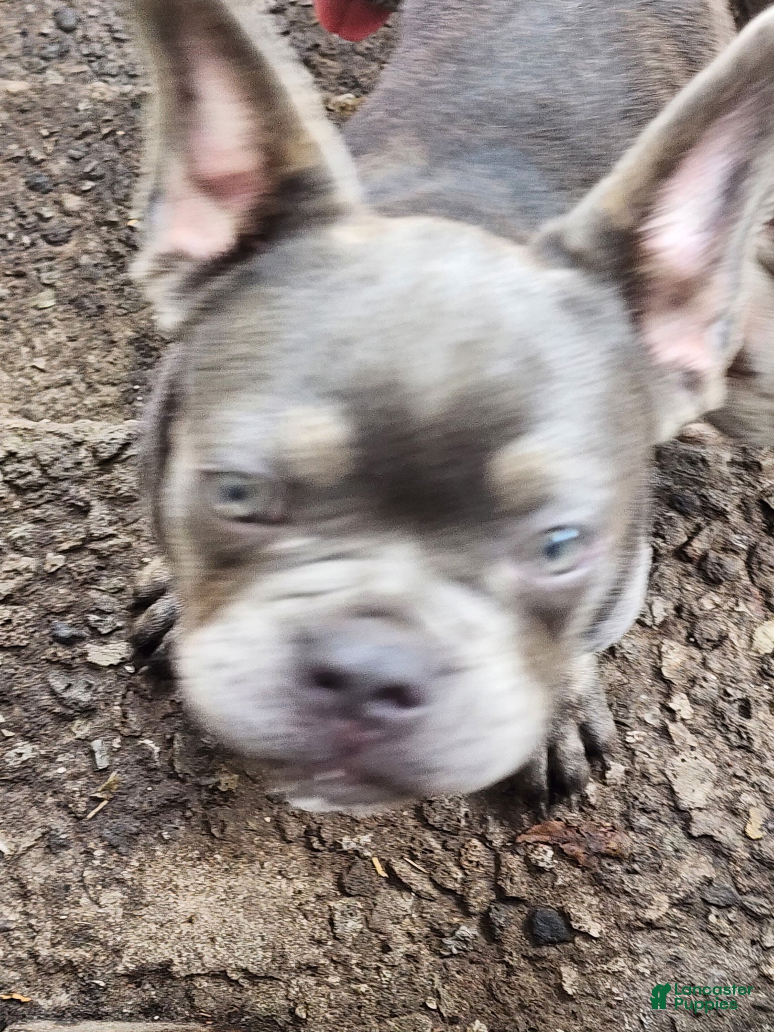 French Bulldog dogs French Bulldog Puppy 4 - Ad 1