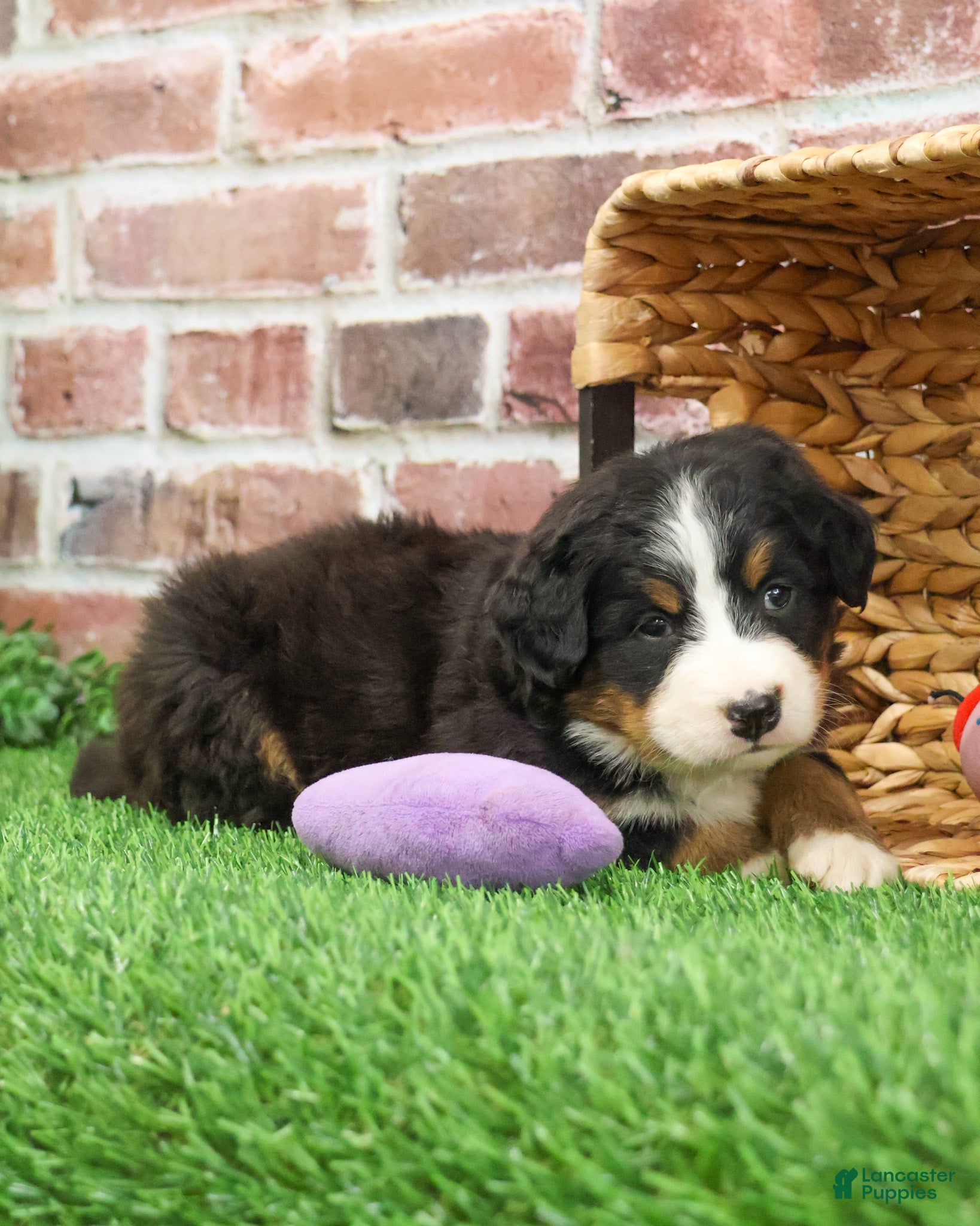 Bernese Mountain Dog dogs Gingerbread  - Ad 18