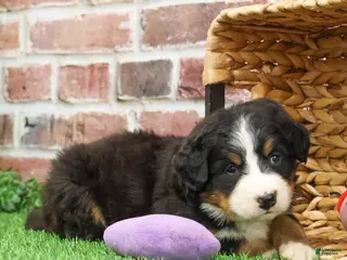 Bernese Mountain Dog dogs Gingerbread - Ad 28