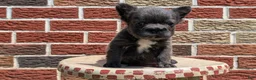 French Bulldog dogs for sale: Eden - Ad 11
