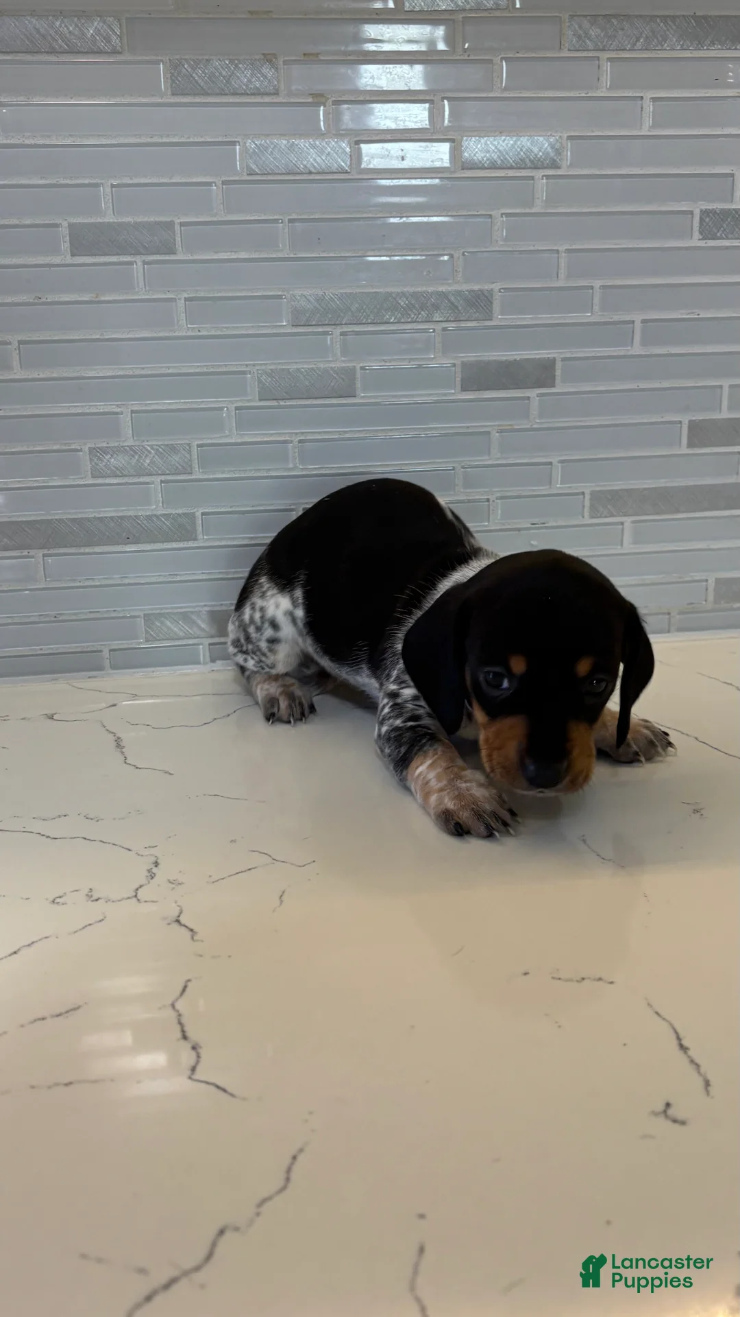 Miniature Dachshund dogs for sale: Miniature Dachshund Puppy 2 - Ad 2