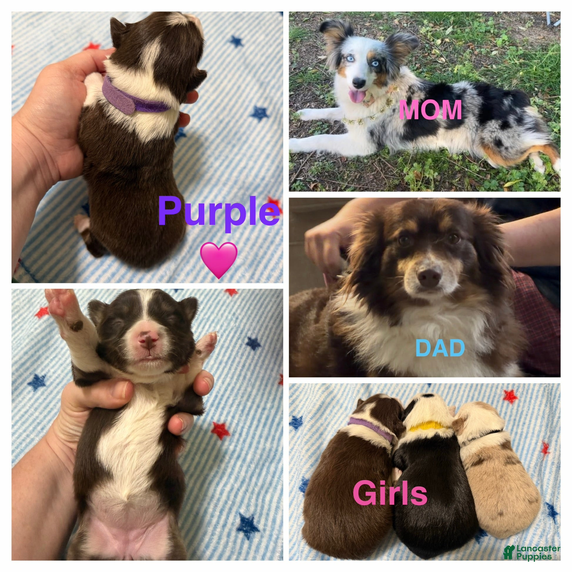 Miniature Australian Shepherd dogs Purple  - Ad 4