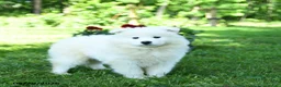 Samoyed dogs for sale: Popcorn - Ad 2