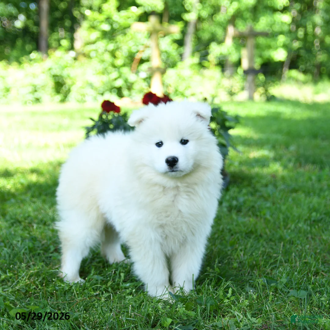 Samoyed dogs for sale: Popcorn - Ad 2
