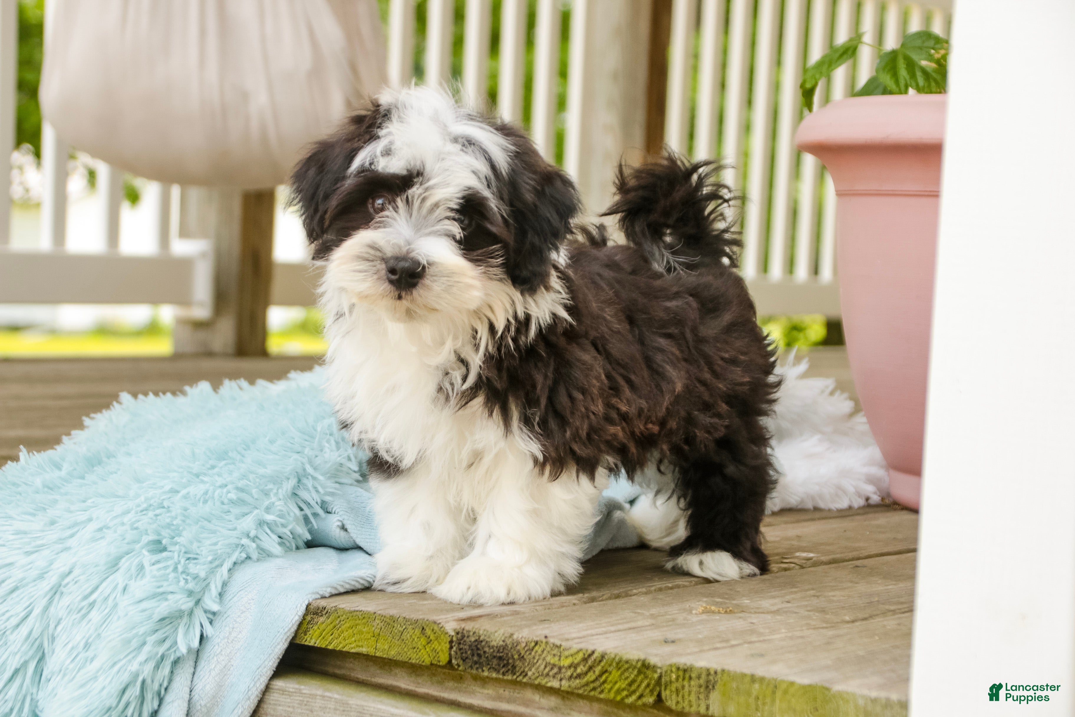 Havanese dogs Princeton - Ad 1