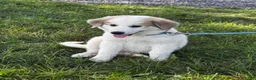 Great Pyrenees dogs for sale: George - Ad 4