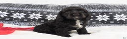 Cocker Spaniel dogs for sale: Chocolate  - Ad 4