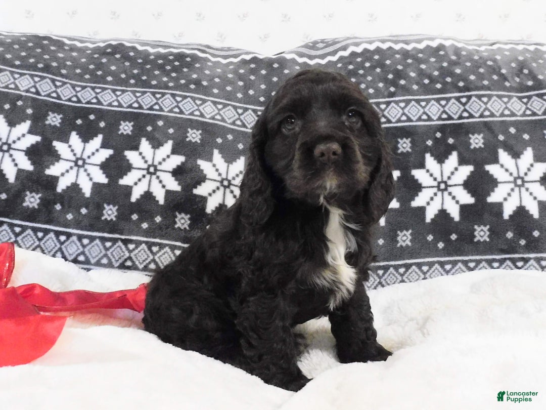 Cocker Spaniel dogs for sale: Chocolate  - Ad 4