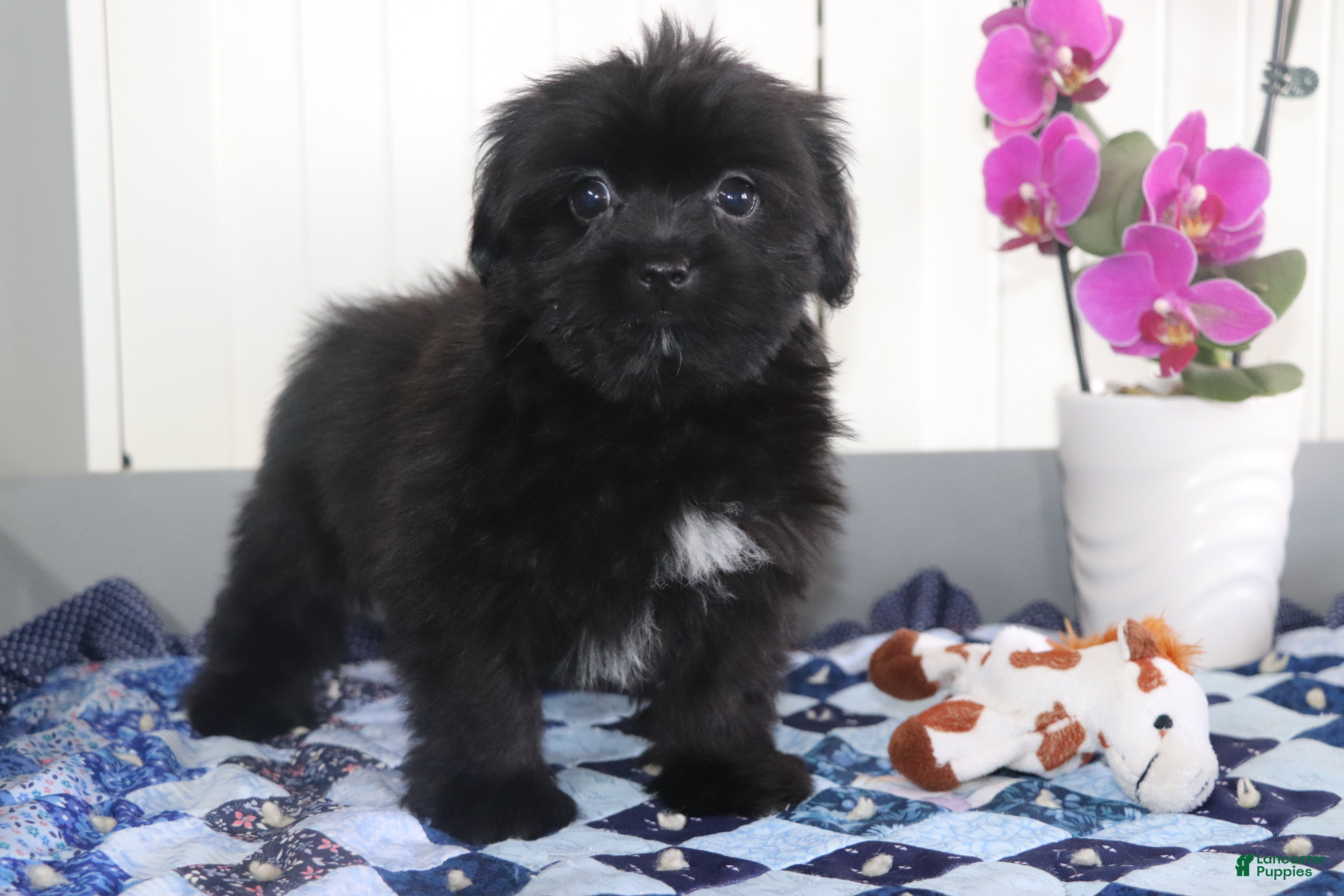 Shorkie dogs Tippy - Ad 1