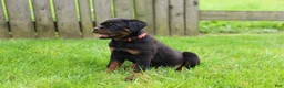 Rottweiler dogs for sale: Luna  - Ad 10