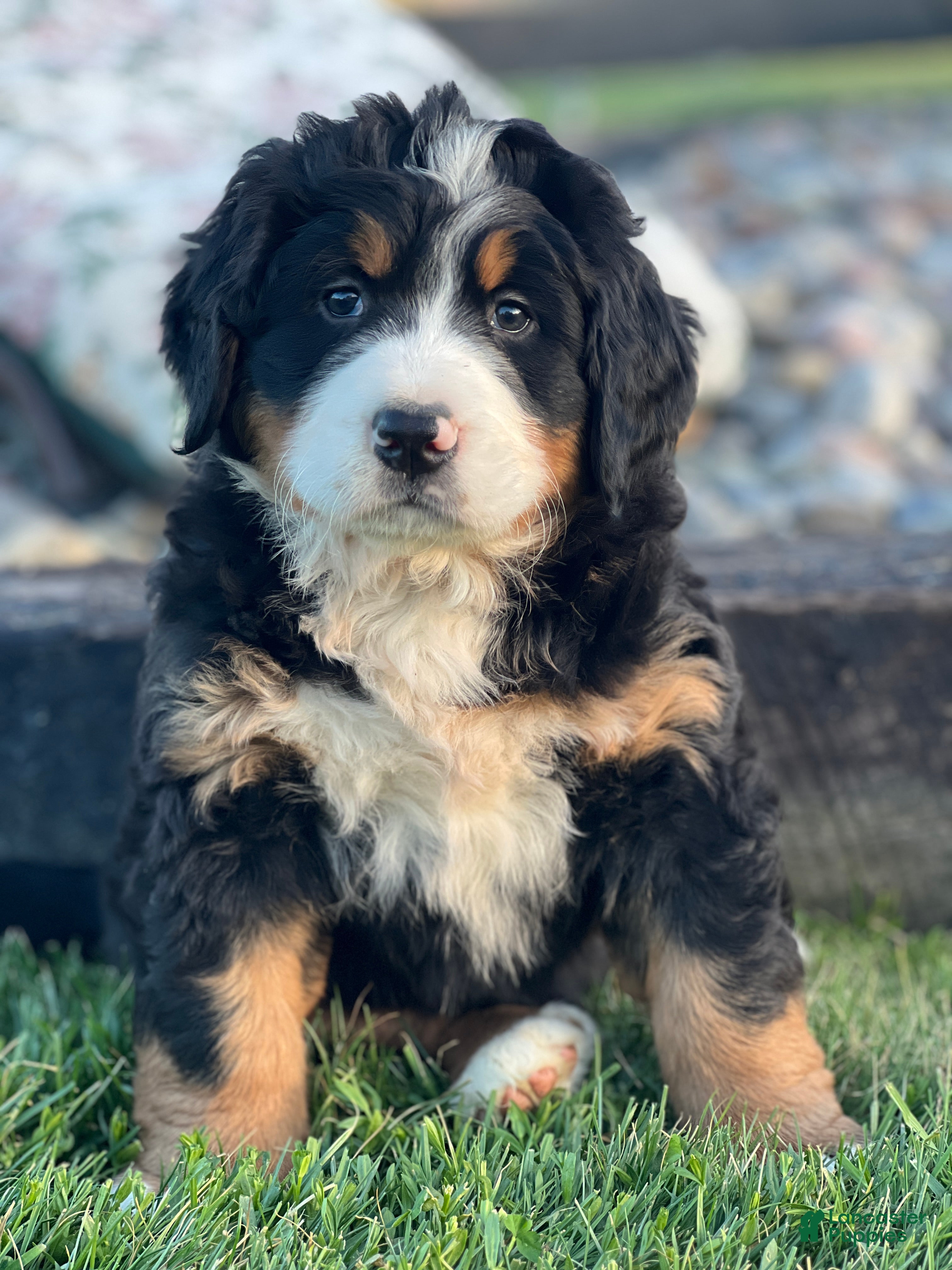 Bernese Mountain Dog dogs Tina - Ad 31