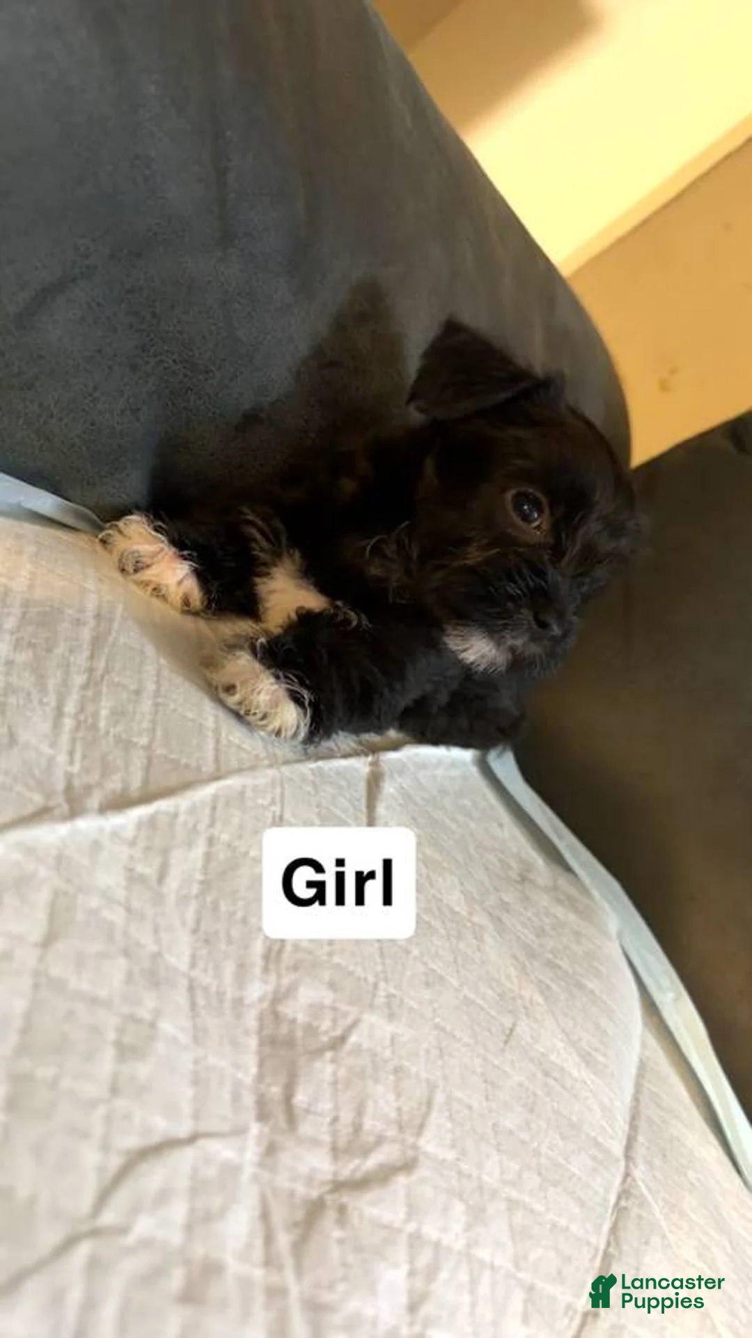 Shorkie dogs for sale: Shorkie Puppy 6 - Ad 1