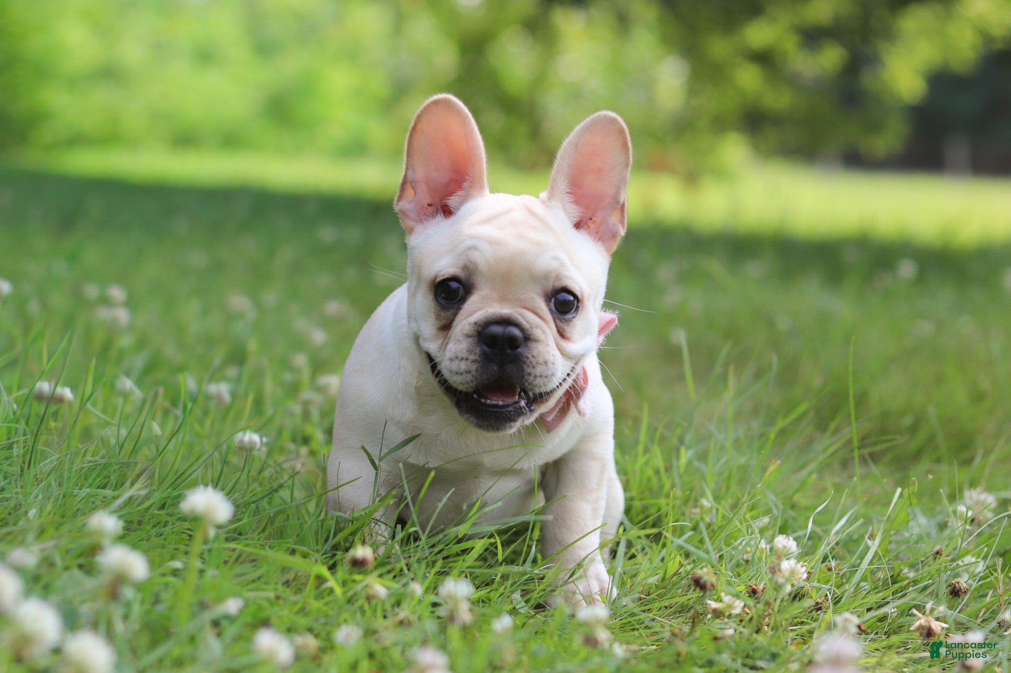 French Bulldog dogs Allie - Ad 2