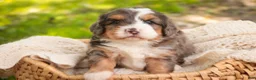 Bernedoodle dogs for sale: Willow Miniature Bernedoodle  - Ad 1