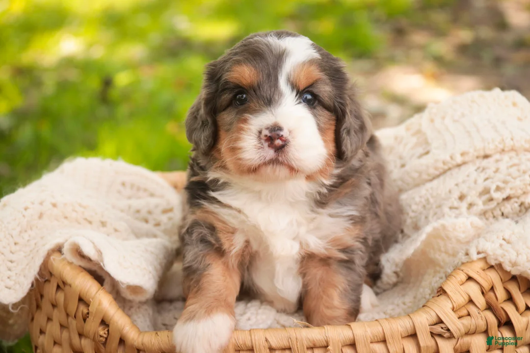 Bernedoodle dogs for sale: Willow Miniature Bernedoodle  - Ad 1