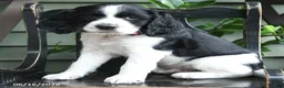 English Springer Spaniel dogs for sale: Avalanche - Ad 3