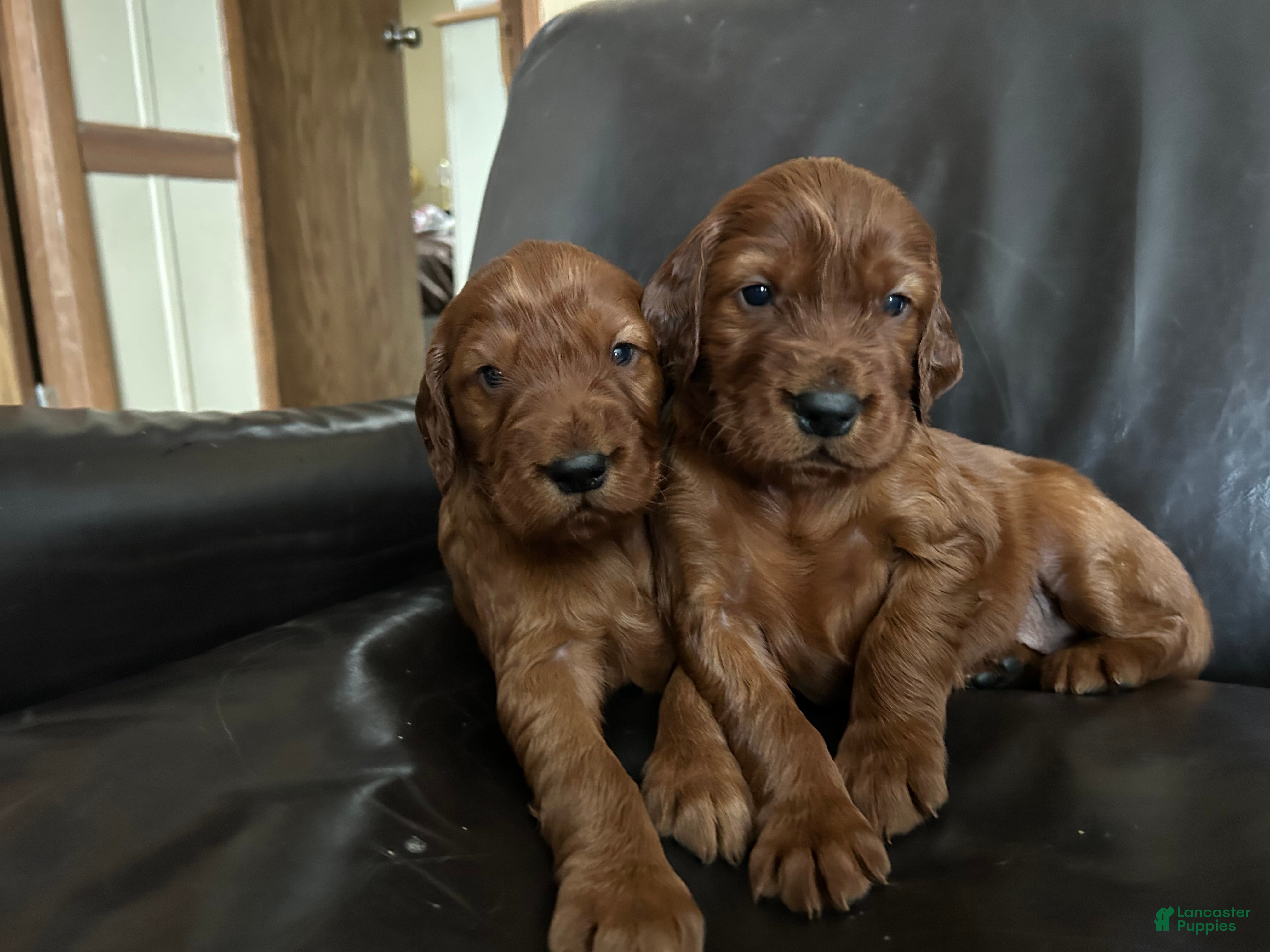Irish Setter dogs Irish Setter Puppy 2 - Ad 12