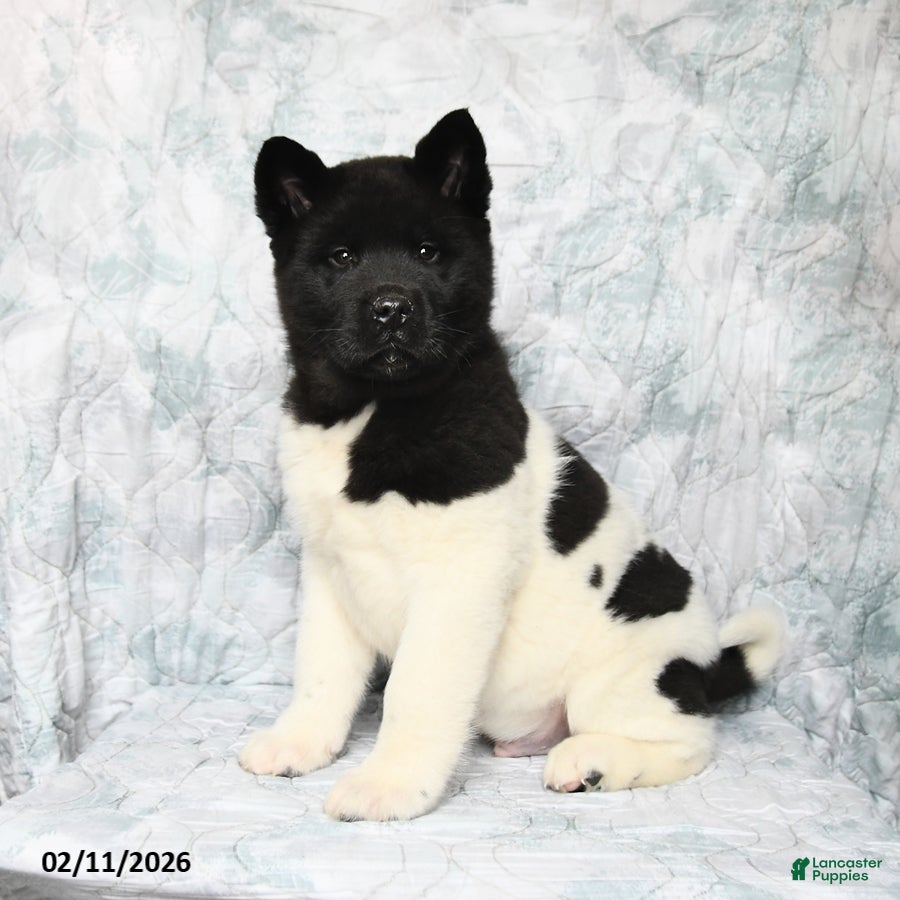 Akita dogs Oreo - Ad 4