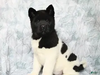 Akita dogs Oreo - Ad 4