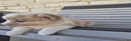 Welsh Corgi Pembroke dogs for sale: Tucker - Ad 3