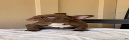 French Bulldog dogs for sale: French Bulldog 1 - Ad 7