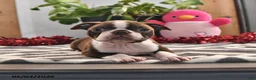 Boston Terrier dogs for sale: James   - Ad 1