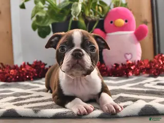 Boston Terrier dogs James - Ad 5