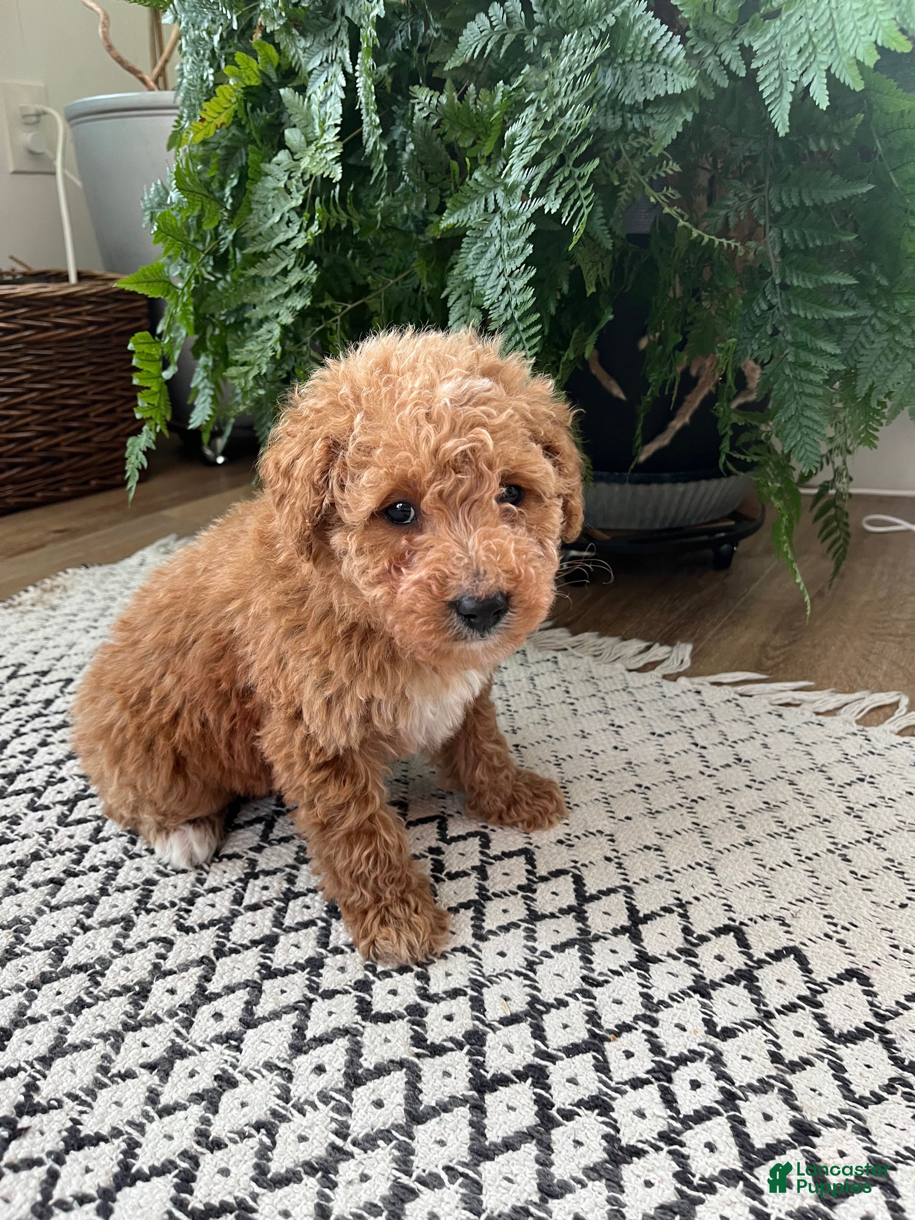 Mini Goldendoodle dogs Benny - Ad 1