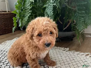 Mini Goldendoodle dogs Benny - Ad 1
